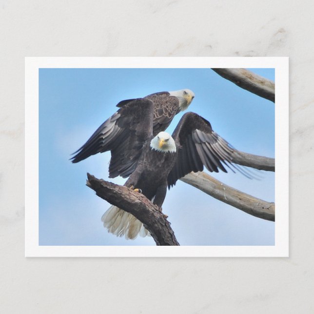 Carte Postale Aigles chauds (Devant)