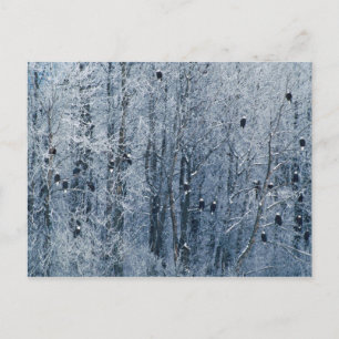 Carte Postale Aigles chauves (Haliaeetus leucocephalus) à