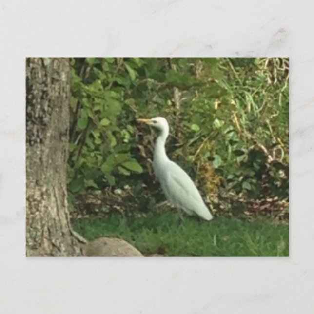 Carte Postale Aigrette blanche (Devant)