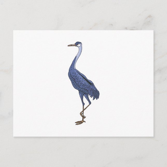 Carte Postale aigrette bleue (Devant)