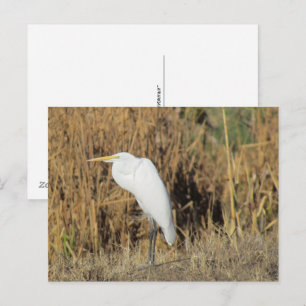 Carte postale - Aigrette dans l'herbe