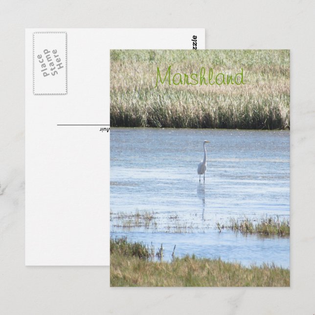 Carte postale - Aigrette debout fière (Devant / Derrière)