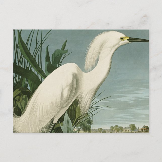 Carte Postale Aigrette neigeuse d'Audubon oiseau Héron blanc orn (Devant)