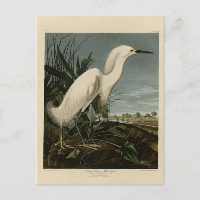 Carte Postale Aigrette neigeuse (Egret) - Les Oiseaux d'Amérique (Devant)