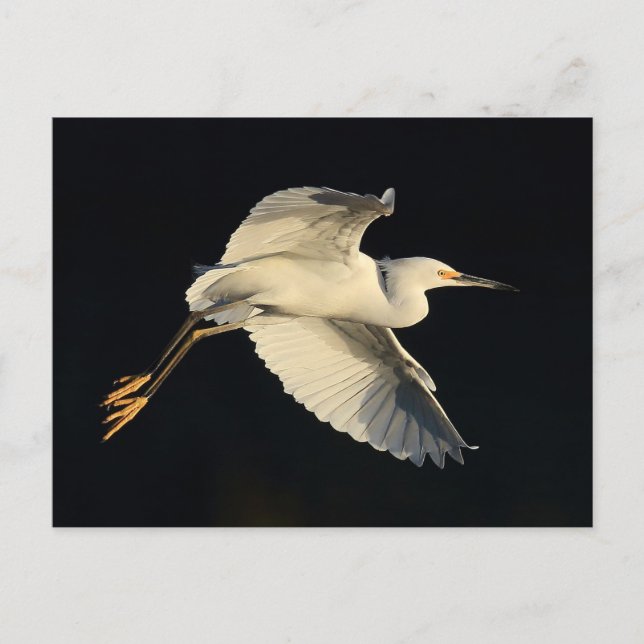 Carte postale - Aigrette neigeuse en vol (Devant)