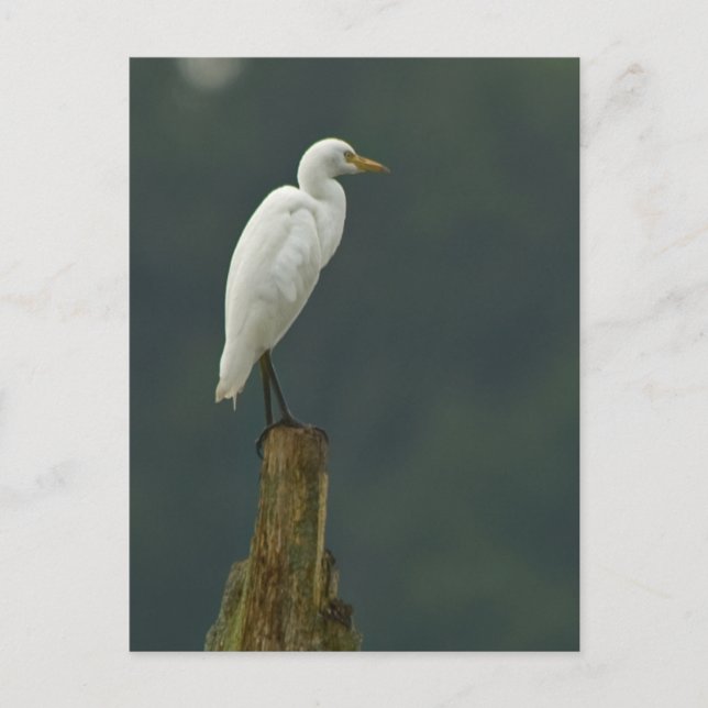 Carte postale Aiguille de bétail (Devant)