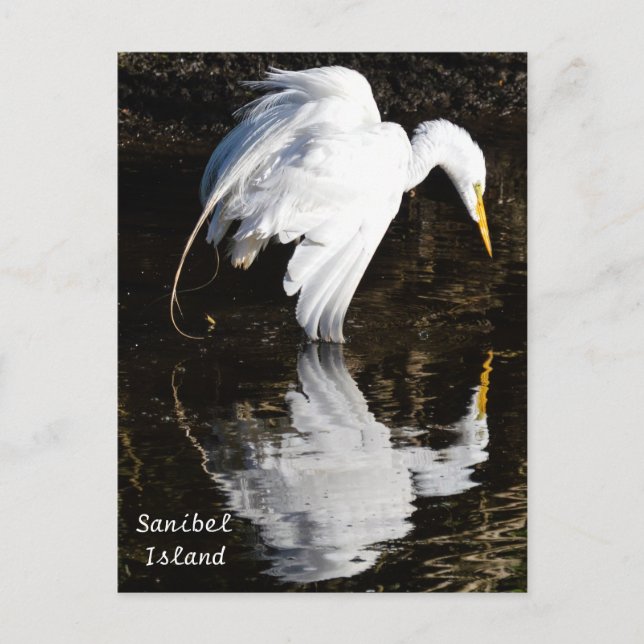 Carte Postale Aiguille en fleur (Devant)