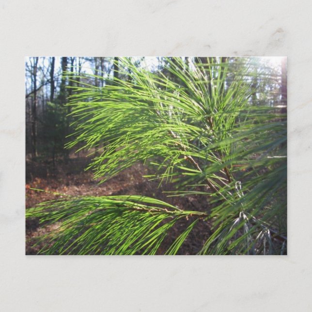 Carte Postale aiguilles (Devant)