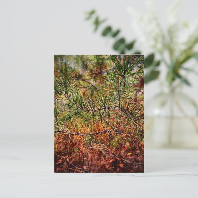 Carte Postale Aiguilles de pin d'automne  (Debout devant)