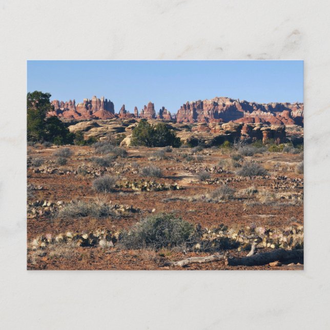Carte Postale Aiguilles du sentier de Pothole Point à Canyonland (Devant)