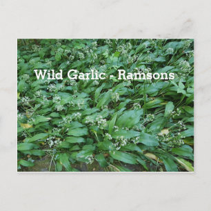 Carte Postale Ail sauvage - Ramsons