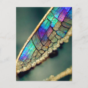 Carte Postale Aile de libellule d'iridescente