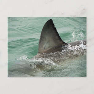 Carte Postale Aileron dorsal d'un grand requin blanc