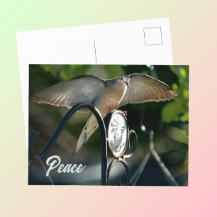 Carte Postale Ailes de colombe déployées Photographie de paix