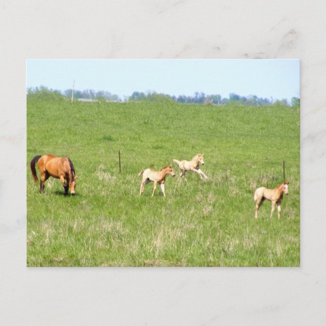 Carte Postale Ailes de mai : Chevaux (Devant)