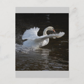 Carte Postale Ailes en cygne étiré