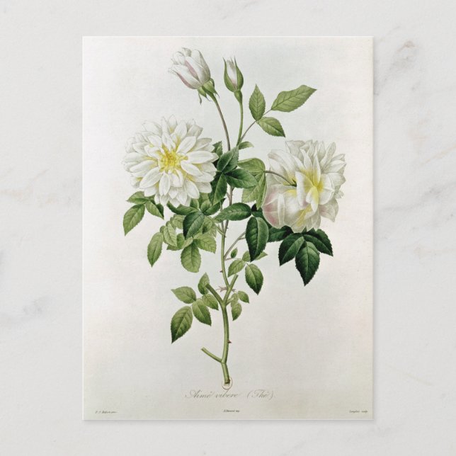 Carte Postale Aime Vibere gravée par Eustache Hyacinthe (Devant)