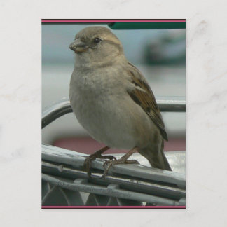 Carte Postale Aimer enlevé : Panier Bird
