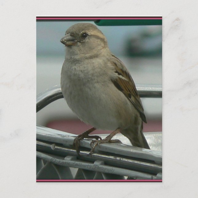 Carte Postale Aimer enlevé : Panier Bird (Devant)
