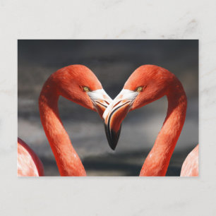 Carte postale Aimer Flamant rose rose