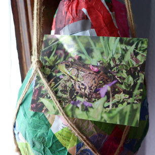 Carte Postale Aimer le crapaud