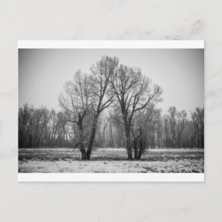 Carte Postale Aimer les arbres