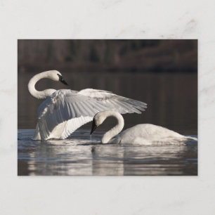 Carte Postale Aimer les cygnes