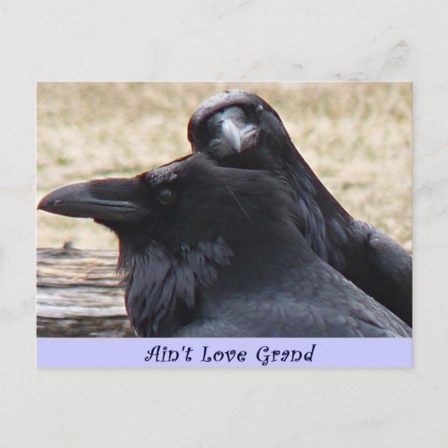 Carte postale Ain't Love Grand Ravens in love (Devant)