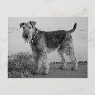 Carte Postale Airedale Terrier Chien Chien Chien Chien Noir et B