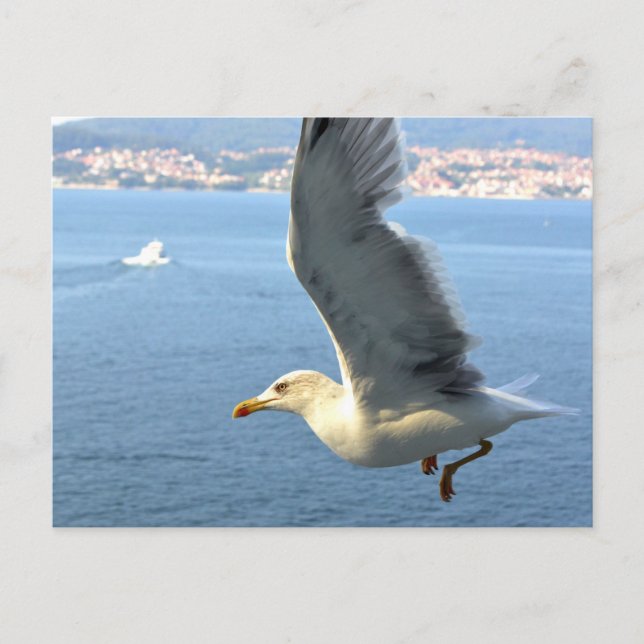 Carte postale Airmail Seagull (Devant)