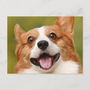 Carte Postale Ajouter photo de chien personnalisé Customisé