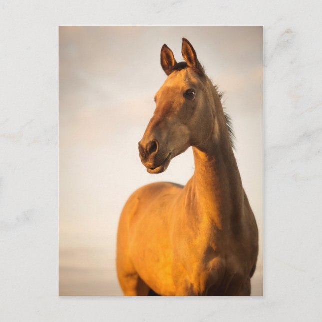 Carte Postale Akhal teke au coucher du soleil (Devant)