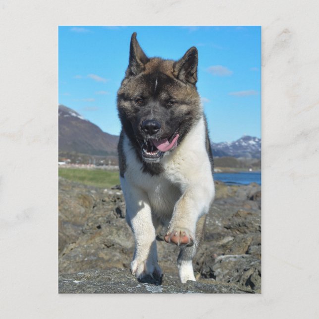 Carte Postale Akita (Devant)
