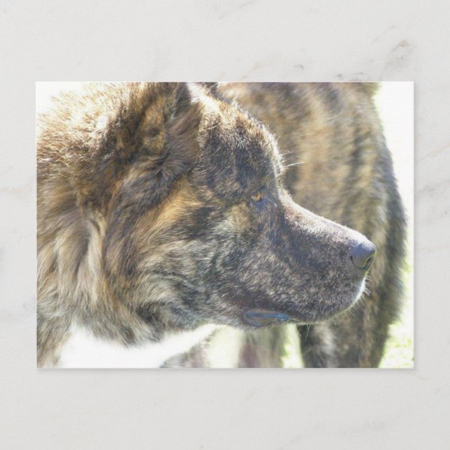 Carte postale Akita (Devant)