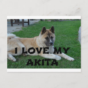 Carte Postale akita fauve couché amour avec photo