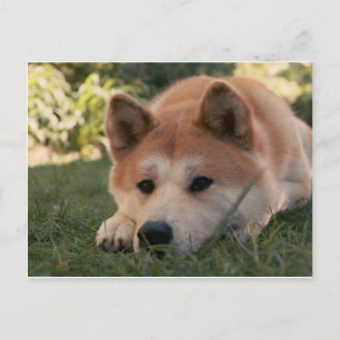 Carte Postale Akita Inu Chien Pensées profondes