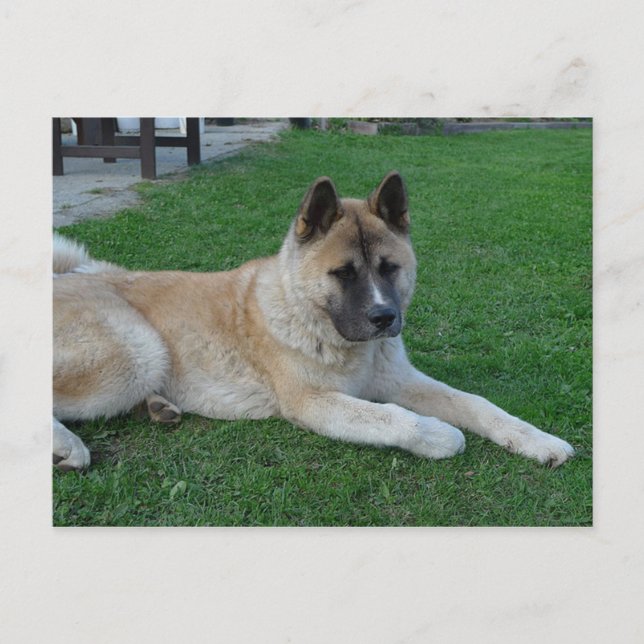 Carte Postale akita, pose.png (Devant)