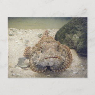 Carte postale Alabama Sea Life #2