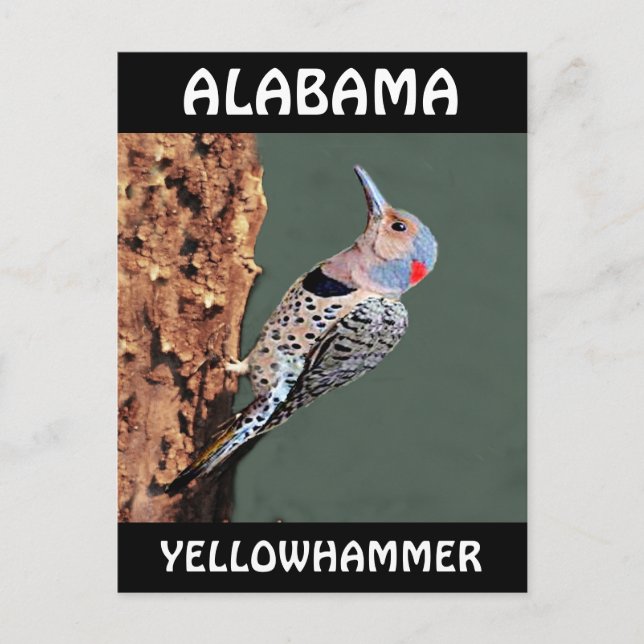 Carte Postale Alabama Yellowhammer (Devant)
