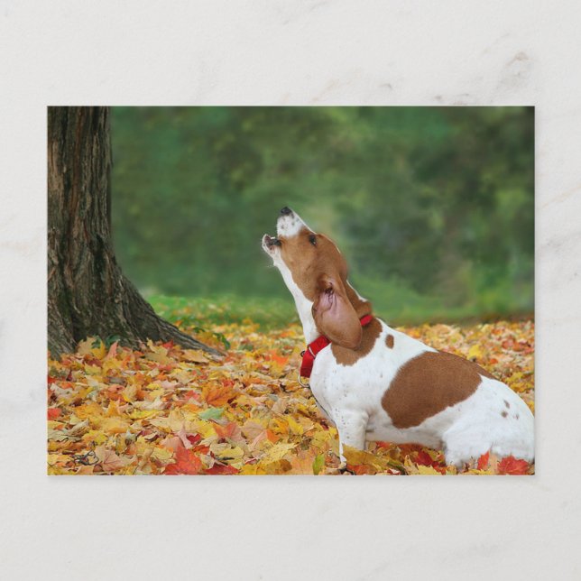 Carte Postale Alarme (Devant)