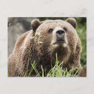 CARTE POSTALE ALASKA