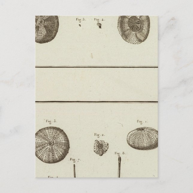 Carte Postale Alaska (Devant)