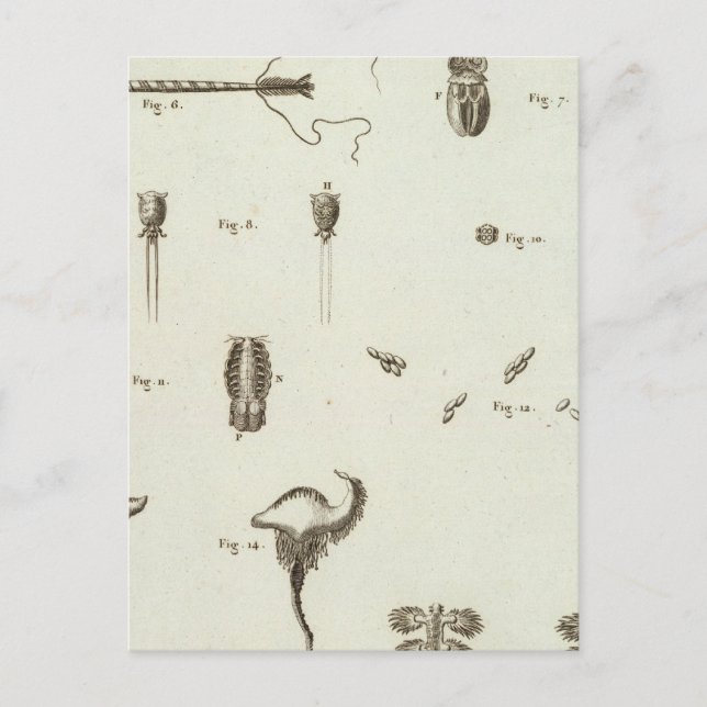 Carte Postale Alaska 3 (Devant)