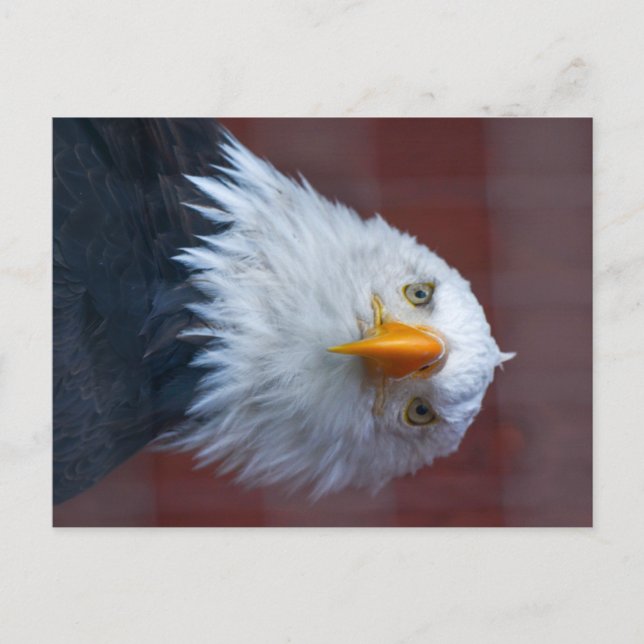 Carte Postale Alaska Bald Eagle, très grave (Devant)