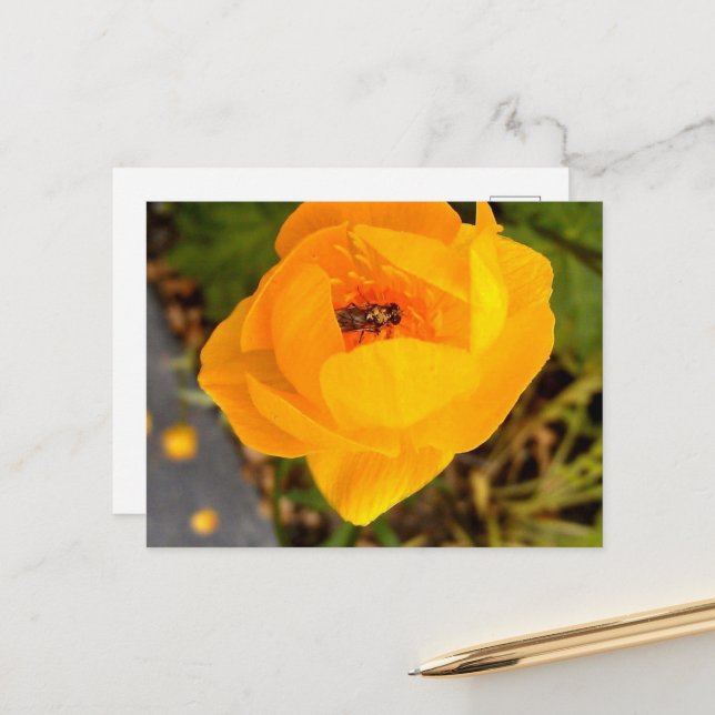 Carte Postale Alaska beauties (Devant/Arrière en situation)