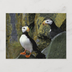 Carte Postale Alaska, île St. Paul, les Pribilofs, macareux corn