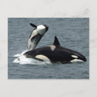 Alaska Killer Whale Photo