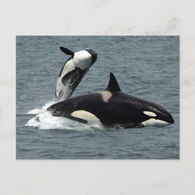 Carte Postale Alaska Killer Whale Photo (Devant)