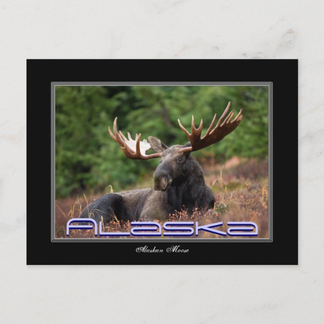 Carte postale Alaska Moose (Devant)
