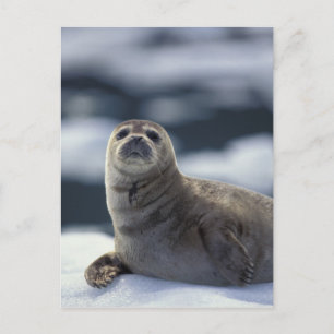 Carte Postale Alaska, région sud-est Phoque commun sur glace